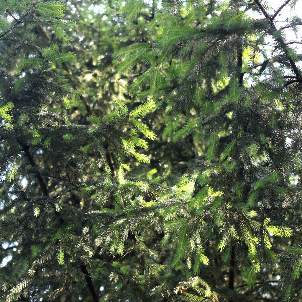 Werfzeep Woodland Soap