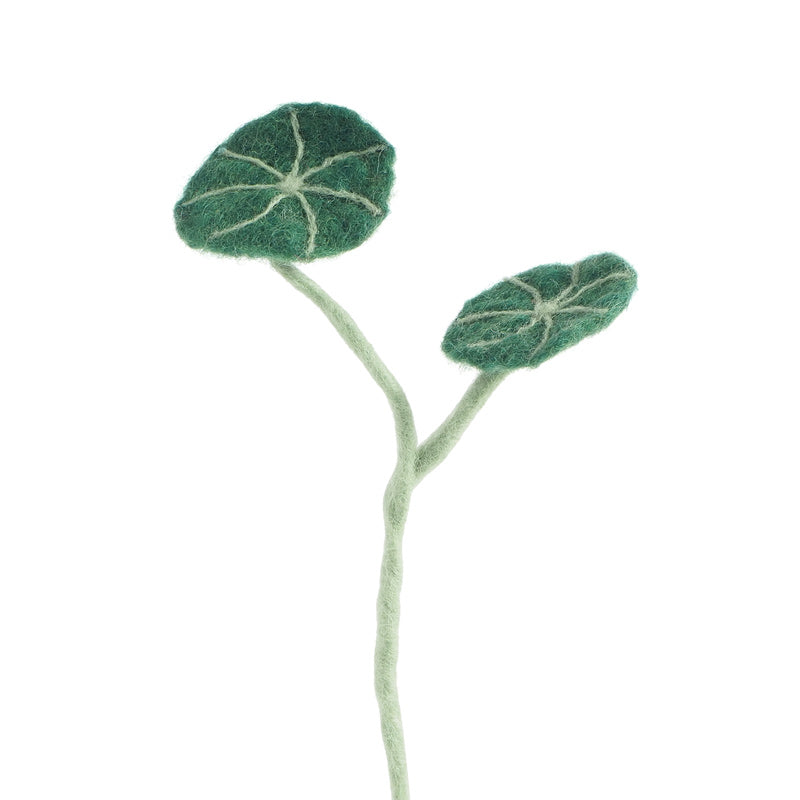 Endless Flower - Stephania