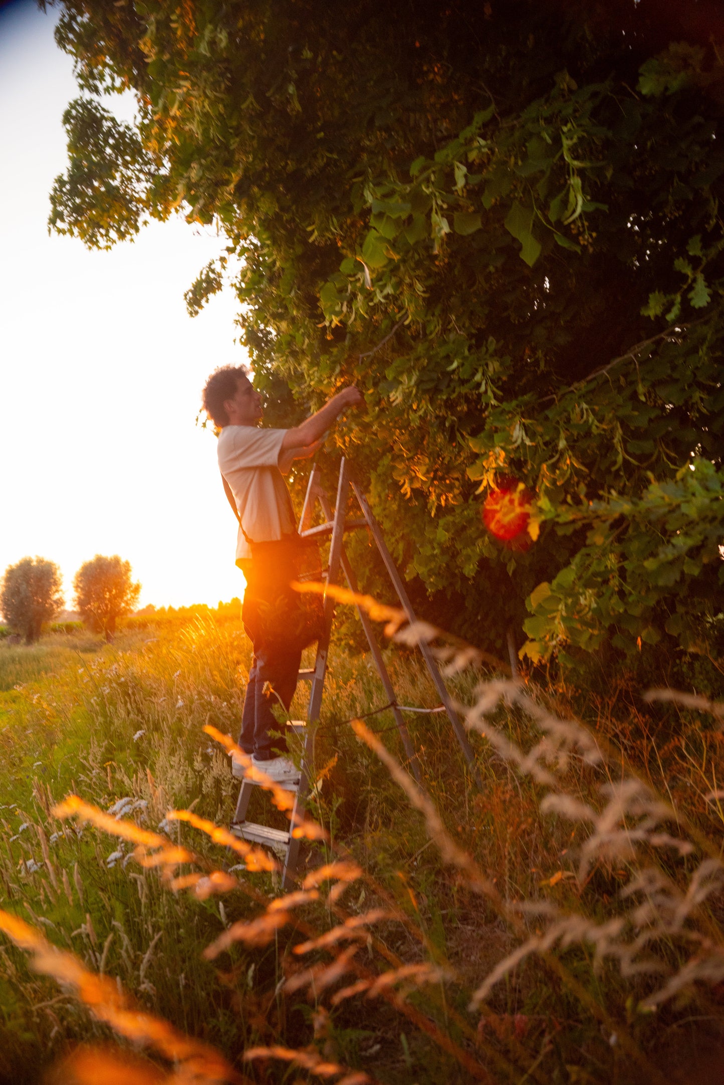 Herbal Tea - Linde(n)