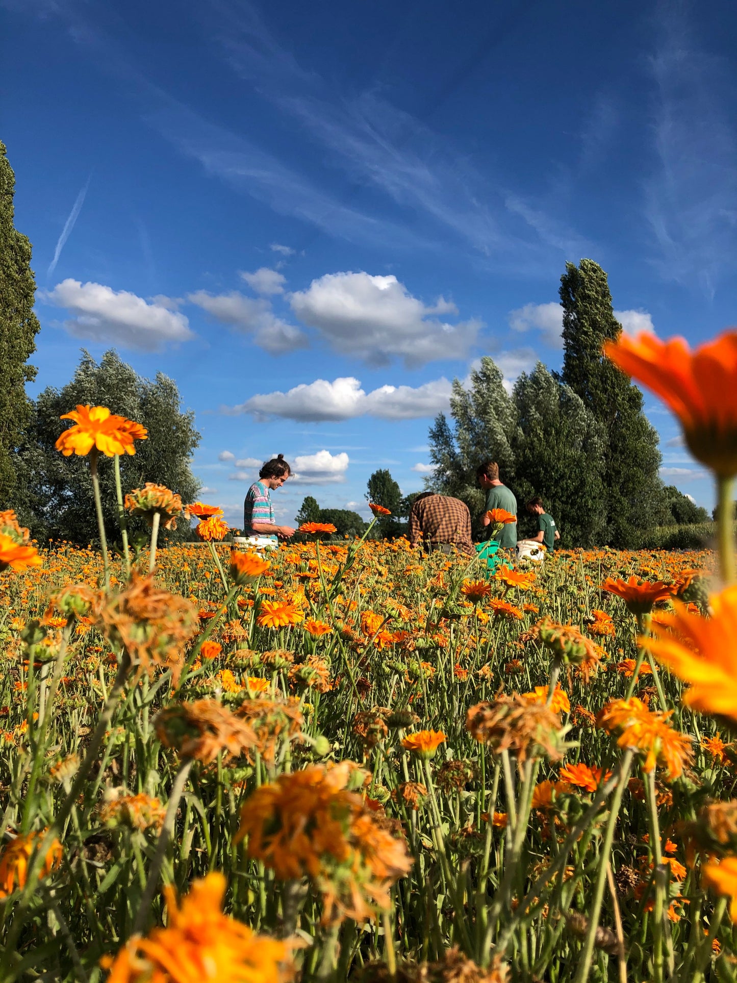 Herbal Tea - Flower Power