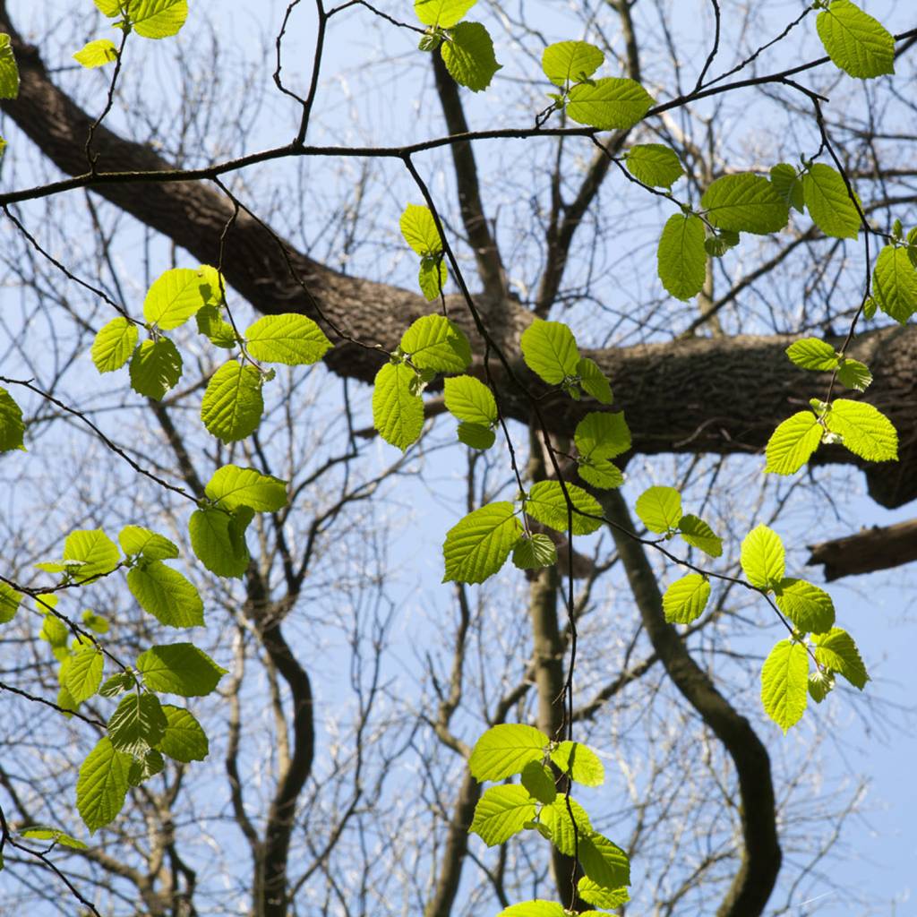 Werfzeep Woodland Soap