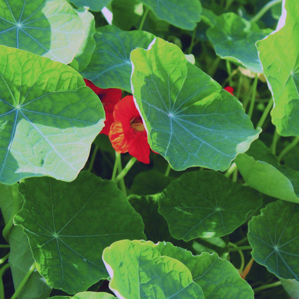 Werfzeep Green Clay Soap