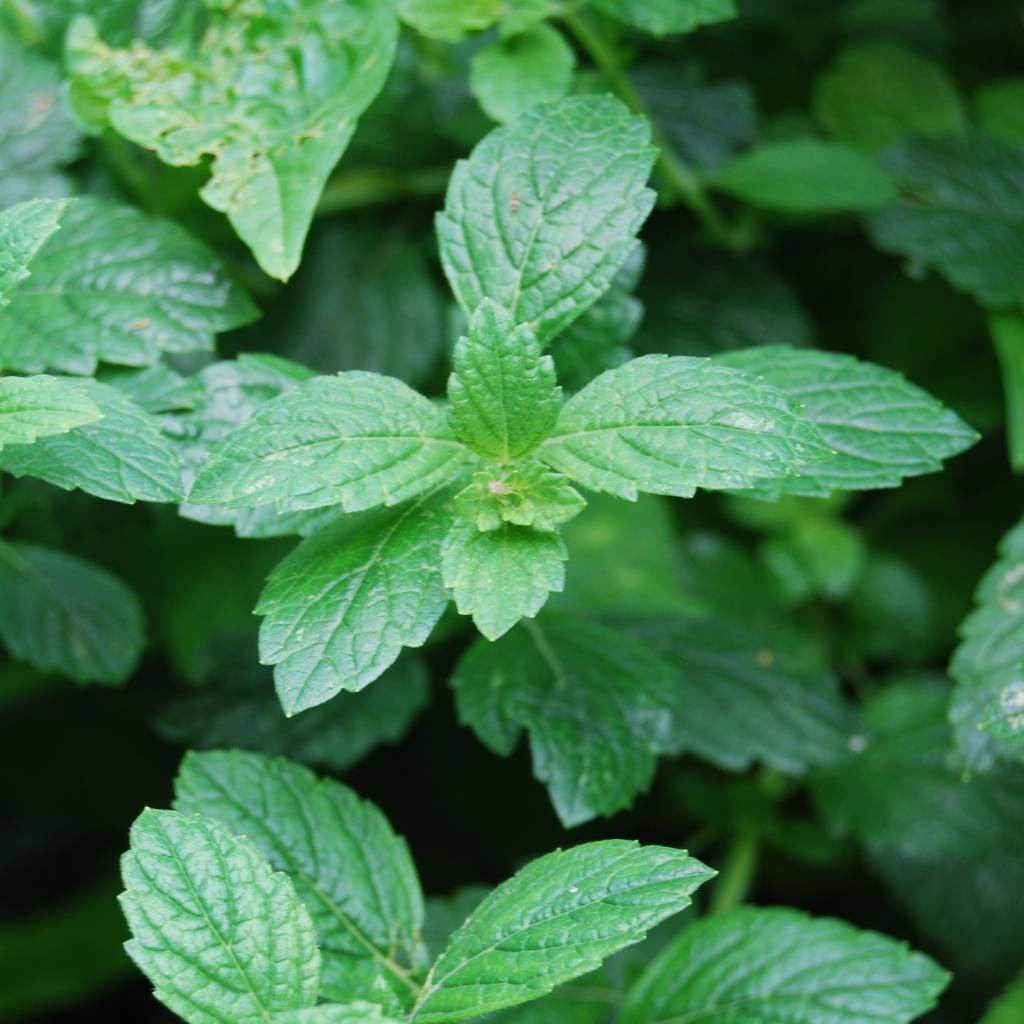 Werfzeep Green Clay Soap