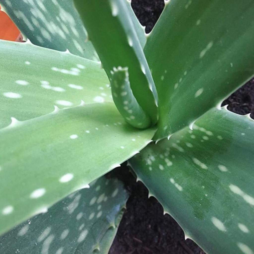 Werfzeep Herbal Soap