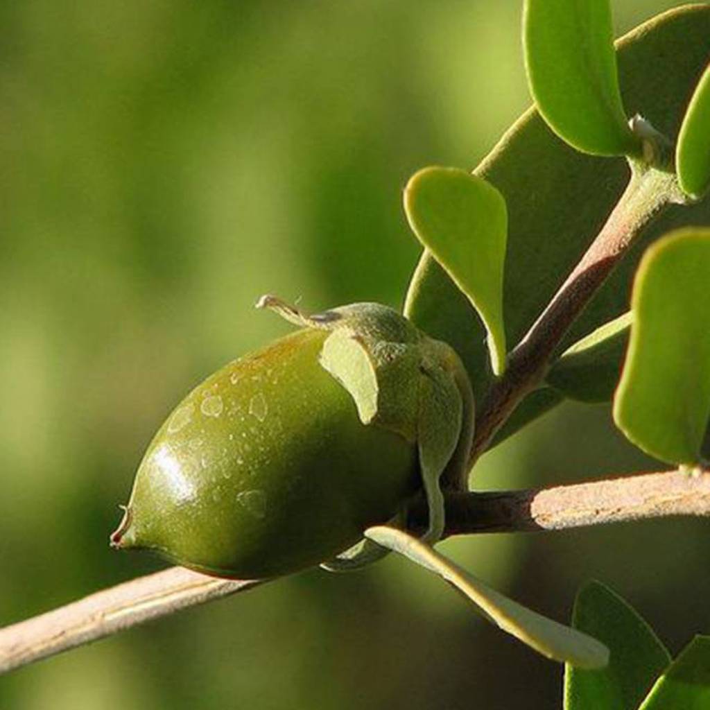Werfzeep Shea Butter Soap