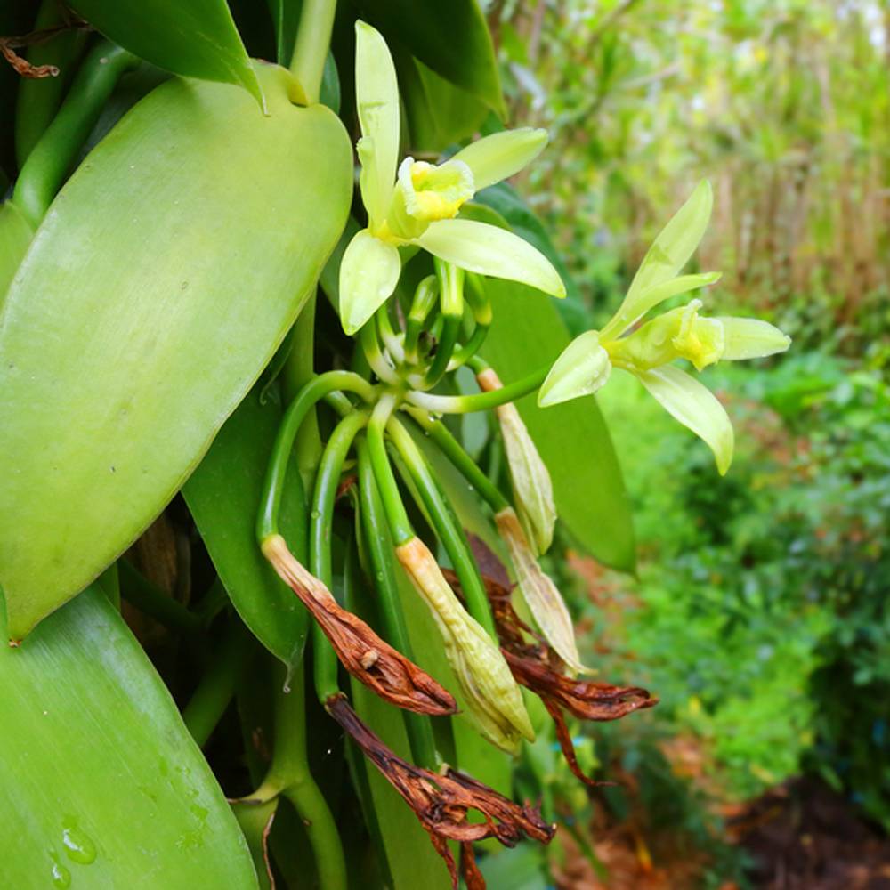 Werfzeep Ylang Ylang Soap