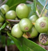 Werfzeep Coffee Scrub Soap