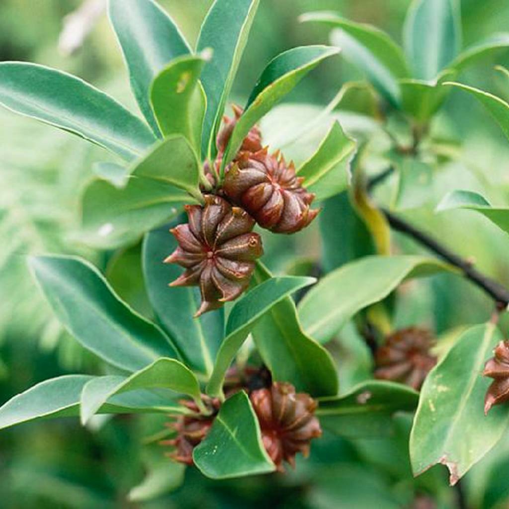 Werfzeep Seasonal Soap Autumn