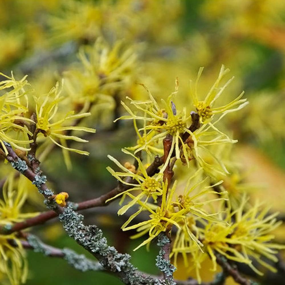 Werfzeep Seasonal Soap Autumn